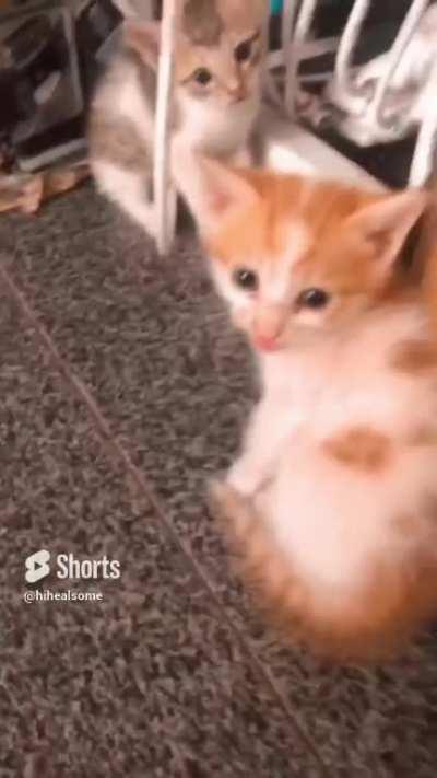 She led me to her illegally smol kittens and the orange one did many a hiss