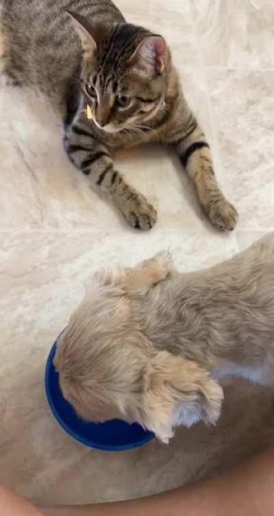 Why drink water when you can dump it on the floor?