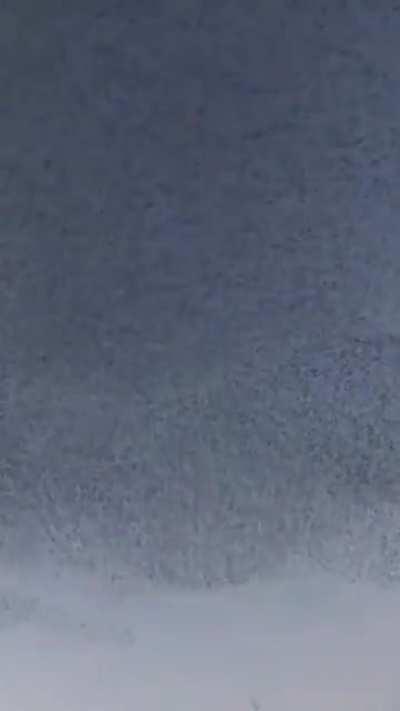 Birds paint a painting