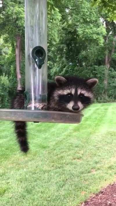 Don’t help baby raccoon on bird feeder