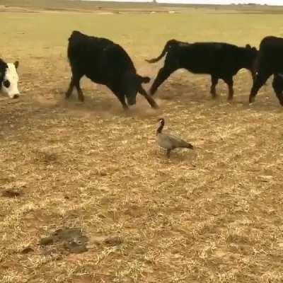 This goose intimidating a herd of cows, & won