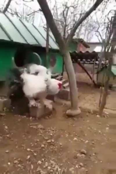 I'm in awe at the size of this rooster