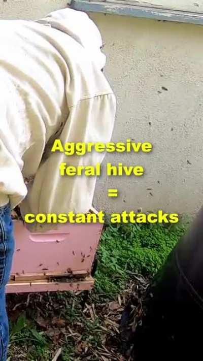 My experiences with PPE & beekeeping