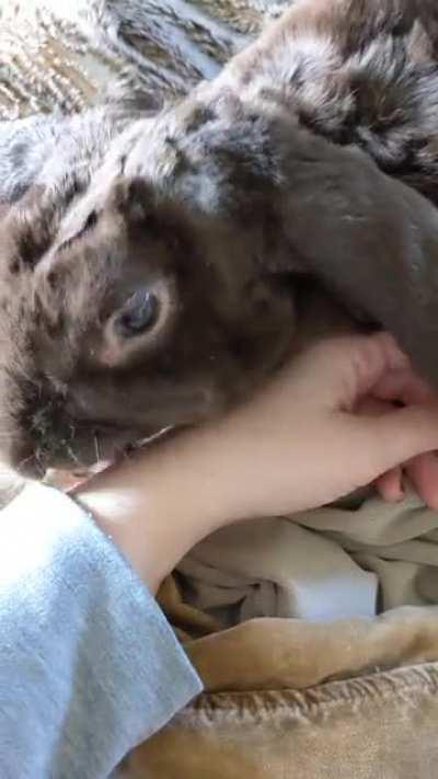 A little Encouragement for your day: Bunny Kisses are the BEST!!!