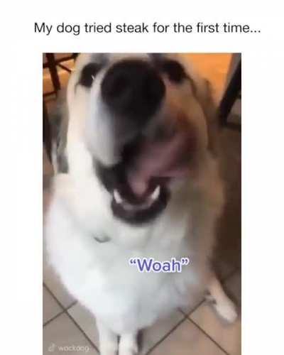This dog's reaction is so Wholesome!