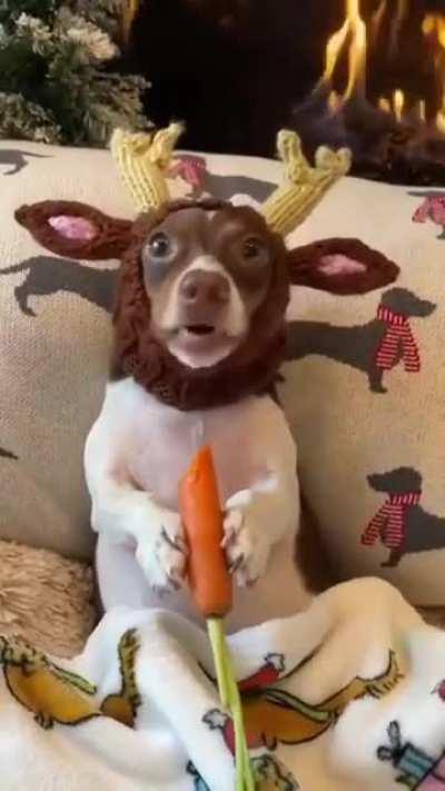 Северный олень