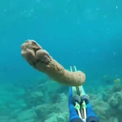 The Most Dangerous Species in The World.CTTO