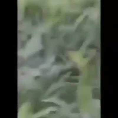 macacolol no peixonauta