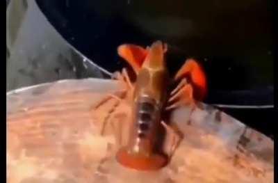 to escape to sweet sweet freedom.