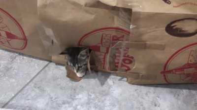 Still new to fostering. Are my kittens supposed to change colors?