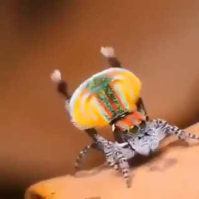 🔥Peacock spider mating dance