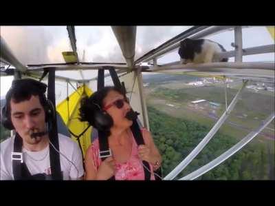 Remove cat before flight