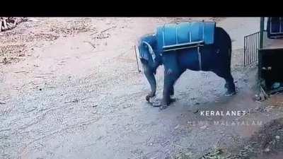 ELEPHANT CRUSHES A MAN!!!