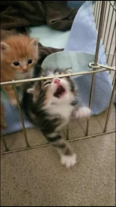 CruEl PeOpLe tRaP pOoR liTtLe kItTy iN cAptIvItY