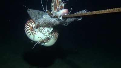Nautilus samoaensis, ≈300 m depth near American Samoa 