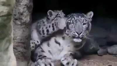 Snow leopards cover the distance of a marathon (26.2 MI) in one night. They also cannot roar. They are also more closely related to tigers than they are to leopards! But they are definitely the cutest.