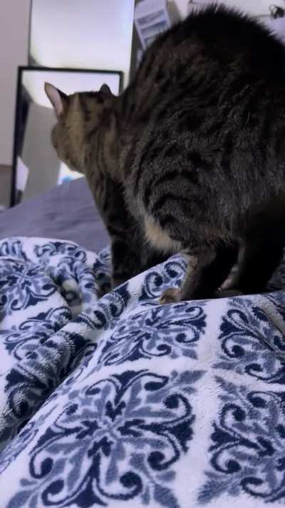 She gets realllllly mad at me if I don’t let her make both good morning and good night biscuits 😭 she tries to rush me into bed sometimes if I’m going to sleep a little later than usual too