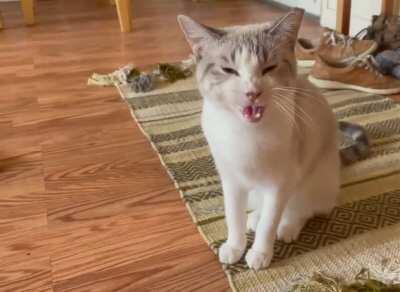 No one eats breakfast before Leia eats breakfast