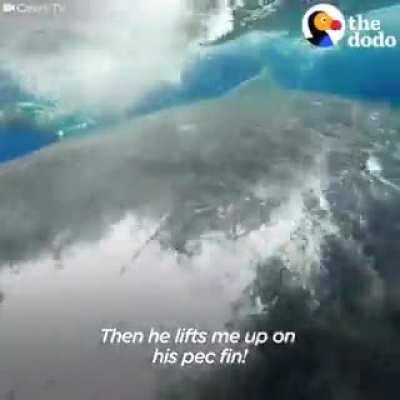Humpback whale saves marine biologist, Nan Huaser, from a shark....