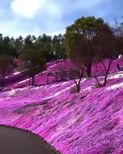 Sea of flowers, Hakkaido, Japan