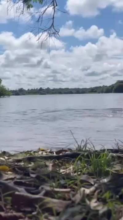 A girl was attacked by a beaver