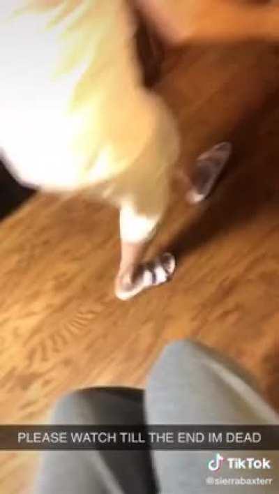 Why you never try and jump with that kind of dress...