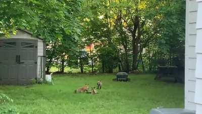 After a rainy long weekend. Adorable.