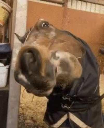 A horse is a horse, of course