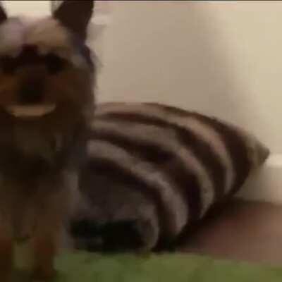 This man and his dog