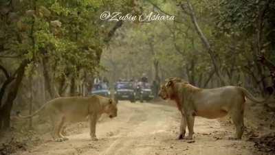 An argument between a lion and a lioness at Gir National Park, Gujarat,India