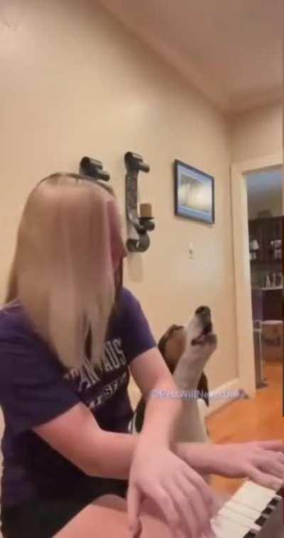 Dog bullies owner into playing piano so he can sing