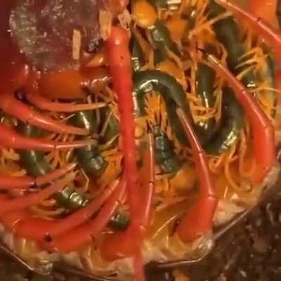 Momma and her babies