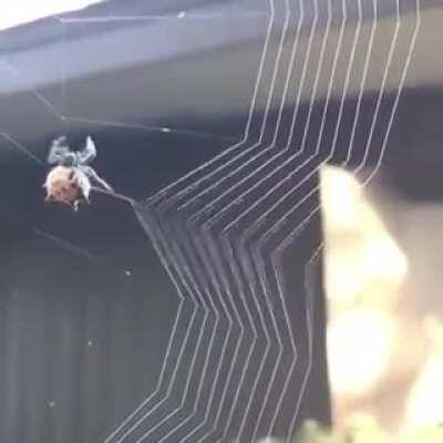 Spider weaving a web.