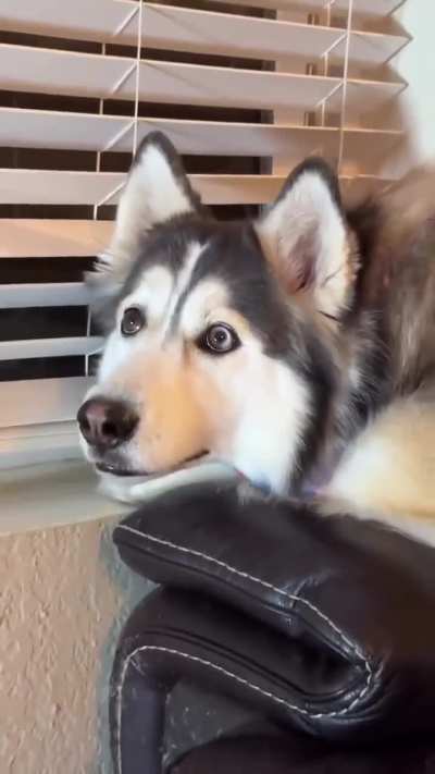 Penelopii watching “Eight Below..” (OC)