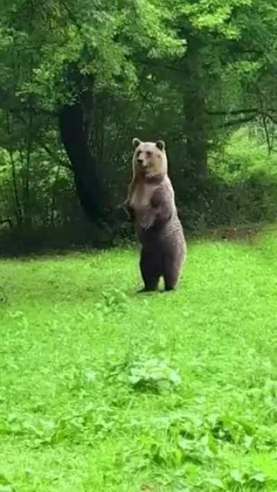 Have you ever seen a bear jump? Bear Rocco catches some major air at our Bear Sanctuary Muritz