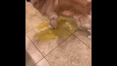 Was playing JumpOutTheHouse and my dog started peeing wtf