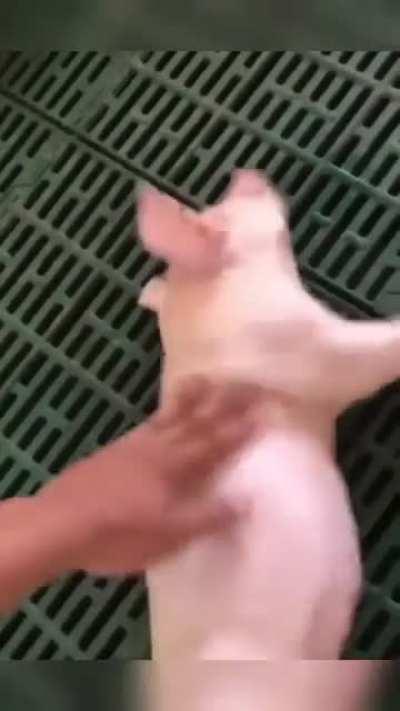 Piglet Refuses to Wake Up.