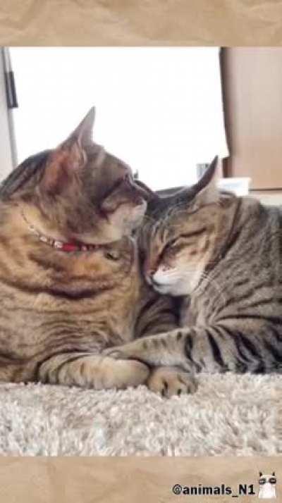 Valentine cats