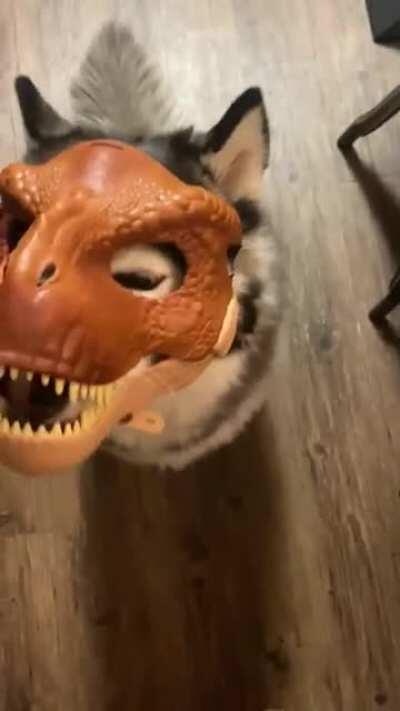 Put my sons Dino mask on my husky. Doggosaurus! 😂