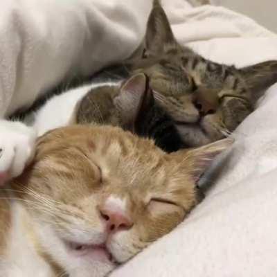 I love a lot piles of cats