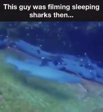 The rare and elusive derpfish…