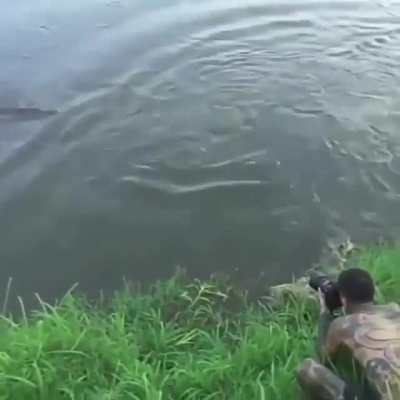 Animals do animal things. Don't mess with the gators.