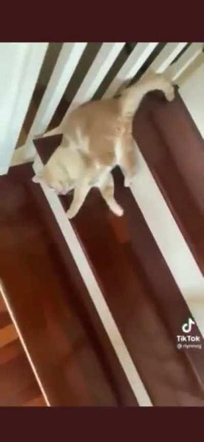 Liquid cat spilling down the stairs