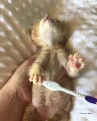 Just a little kitten getting a brushy brushy