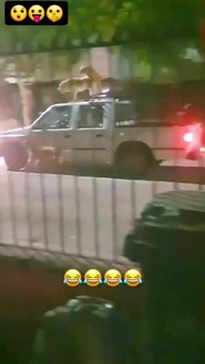 Die Hunde sind los 😂