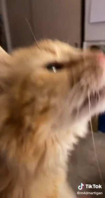 You can have one bite(but actually cut correctly because reddit screwed it up)