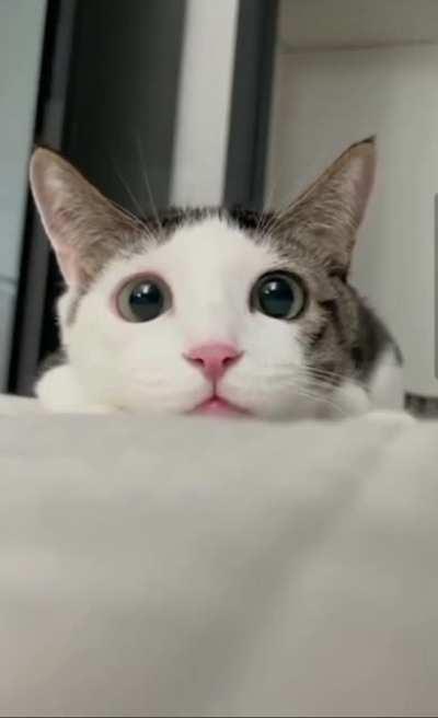 Zip ties should die!