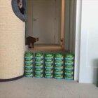 No wall can contain this kitty