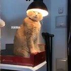 Curvei-se diante do sábio felino