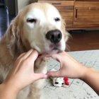 Good boy is doing his best.